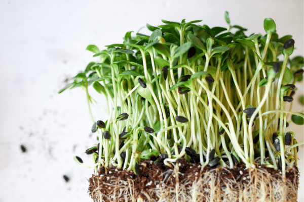 Sprossen-Kresse-vegan-AninaMaly